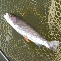 大安トラウトレイク 釣果